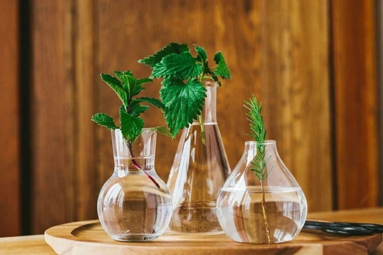 Pogledajte 9 ukrasnih biljaka koje najbolje rastu u vodi