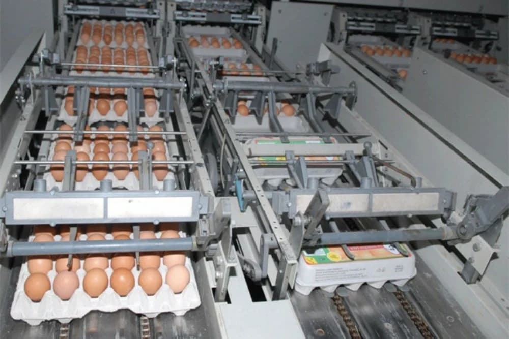 MILIĆI - Jaja sa "Boksitove" farme na tržištu Srbije i Crne Gore