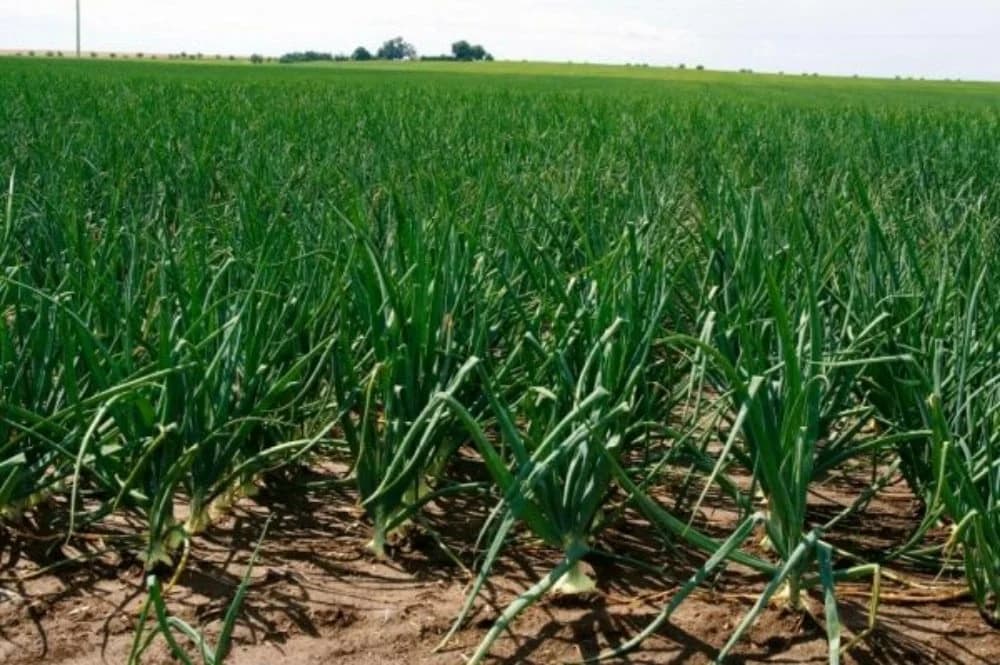 Kako odbraniti luk od štetočina