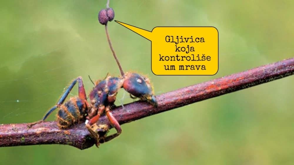 Gljivica koja mrave pretvara u zombije i potpuno upravlja njihovim tijelom