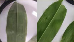 Šta su lisni mineri i kako ih suzbiti