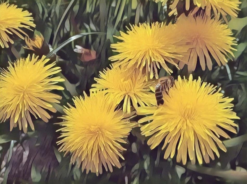 Ljekovita svojstva MASLAČKA