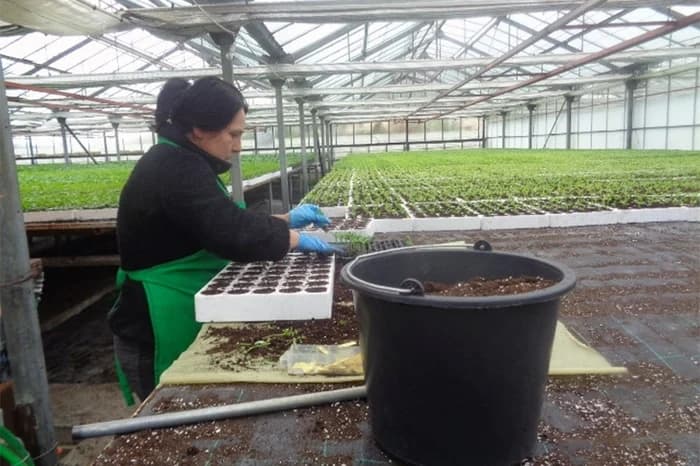 /FOTO/ Kiša zabrinula rasadničare