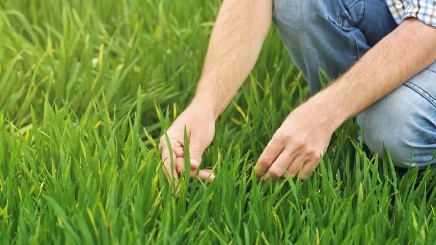 Vrijeme je za drugu prihranu pšenice - spriječite pojavu sterilnih klasića