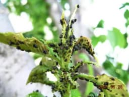 Šta su biljne vaši i kako ih suzbiti