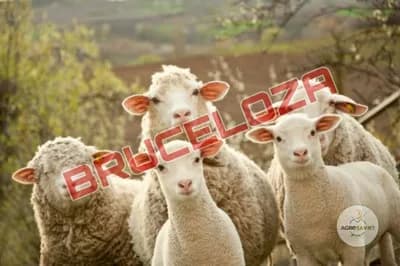 Bruceloza - Kako se boriti protiv ove bolesti?