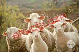 Šest osoba u Novom Travniku zaraženo brucelozom