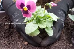 Koju ZEMLJU odabrati prilikom sadnje CVIJEĆA