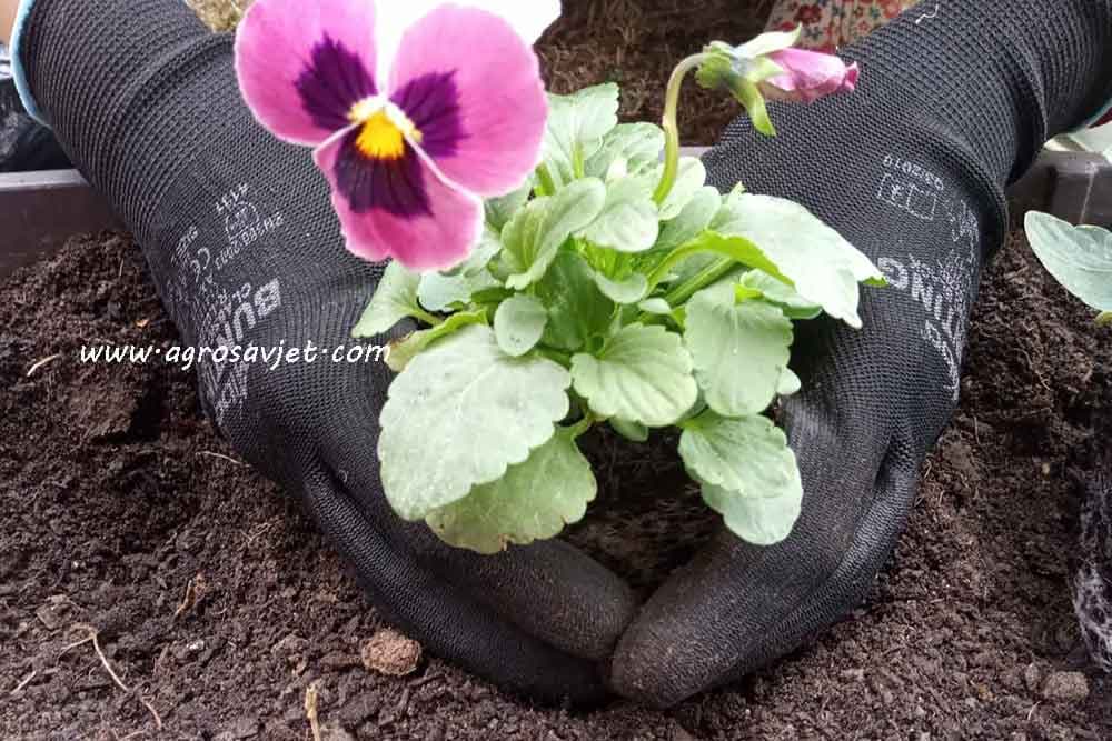 presađivanje cvijeća