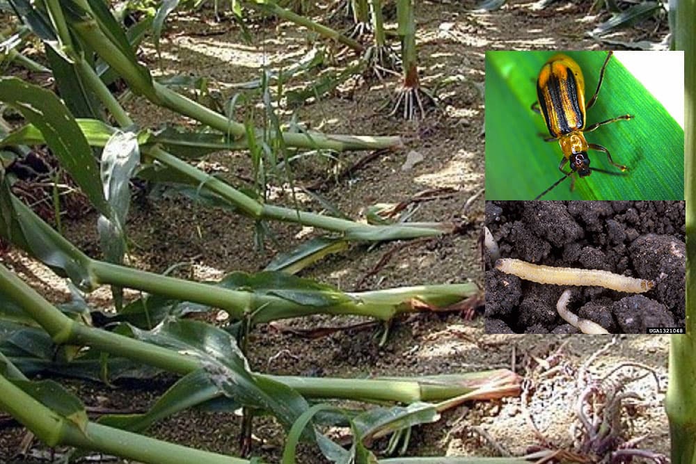 Kako suzbiti kukurznu zlaticu