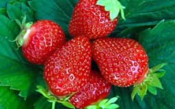 Jagode u martu – Da li se isplati rana sadnja jagoda?