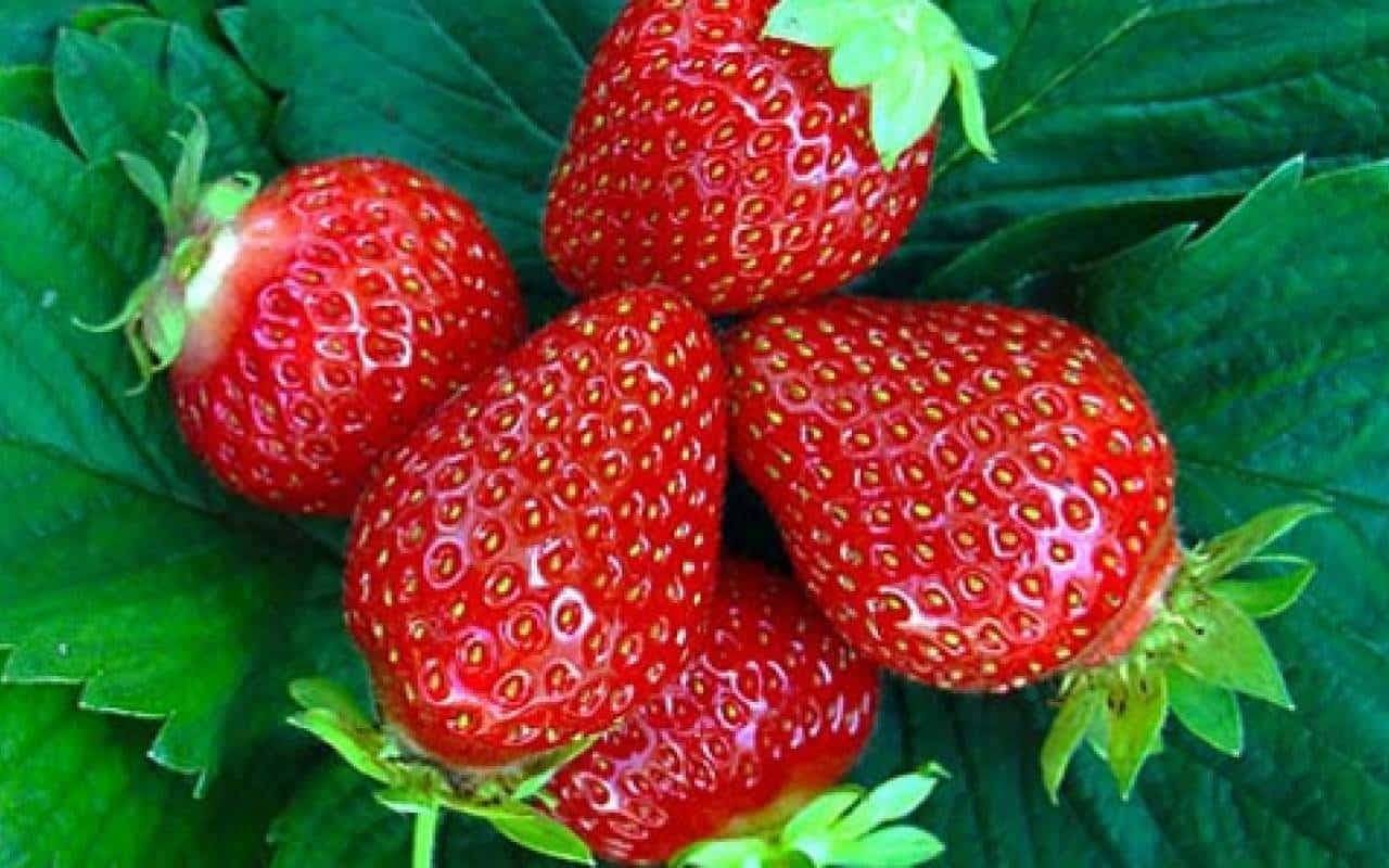 Jagode u martu – Da li se isplati rana sadnja jagoda?