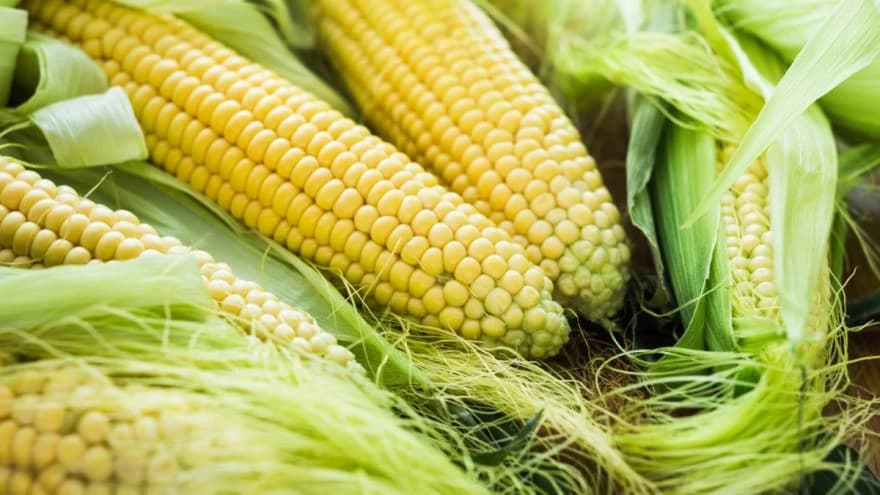 Sva ljekovita svojstva kukuruza