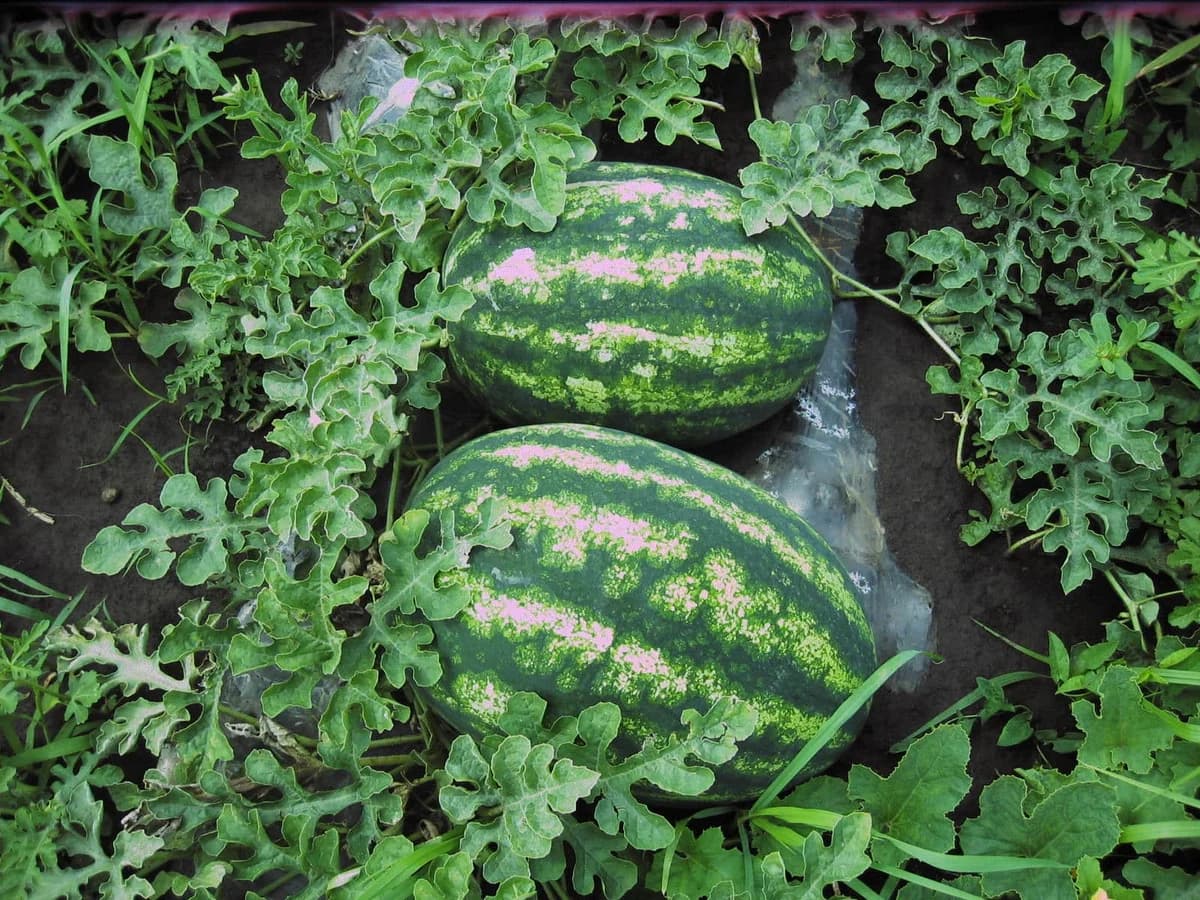Ovo je veoma važno za sjtevu lubenice u zatvorenom