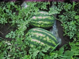 Ovakvim đubrenjem lubenice do visokih prinosa