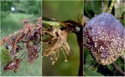 Kako spriječiti monilioze koštičavog voća