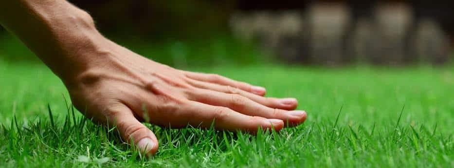 Da li treba kositi travnjak u rano proljeće?