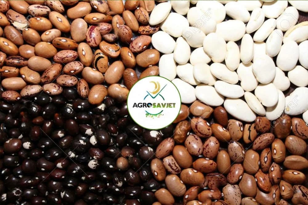 Savjeti stručnjaka za uzgoj pasulja