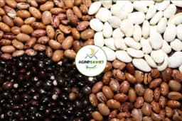 Savjeti stručnjaka za uzgoj pasulja