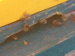 Nema pomora pčela u BiH