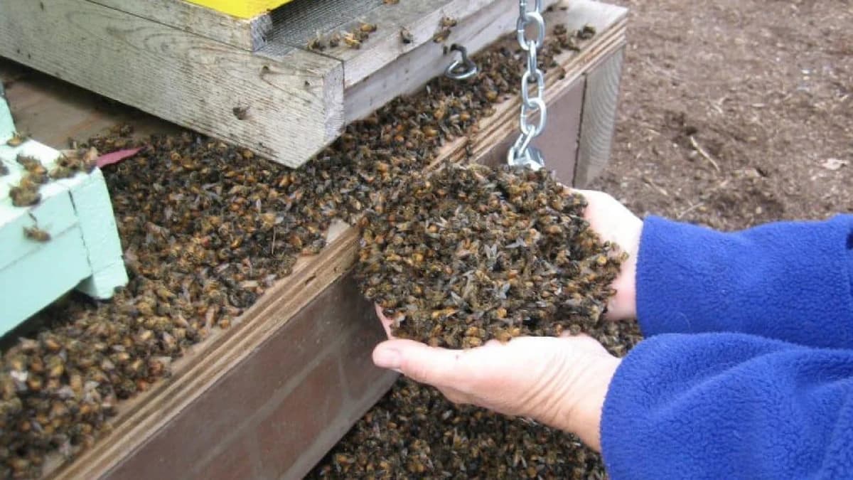 Panika među pčelarima: iz Afrike u naše susjedstvo stigao opasni insekt