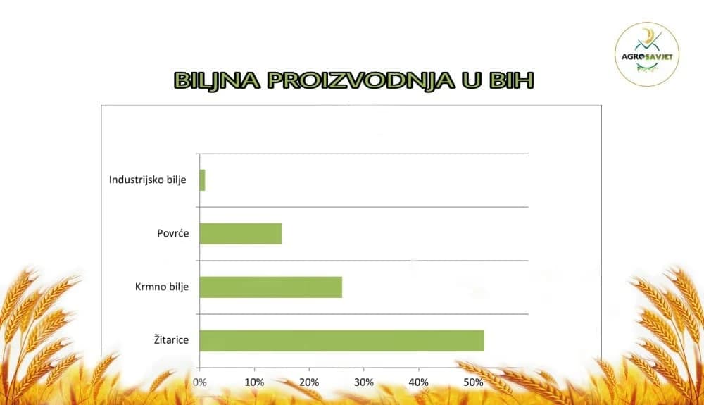 Biljna proizvodnja u BiH - ŽITARICE prednjače!