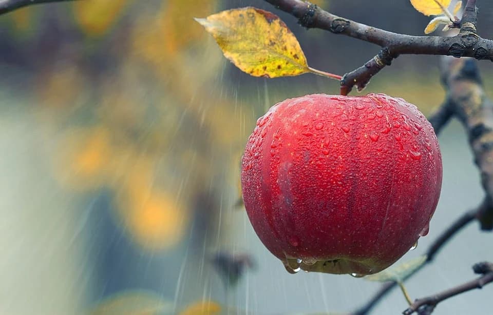 Obilne padavine ugrozile usjeve i zasade - od pšenice, preko krompira do voća