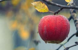 Obilne padavine ugrozile usjeve i zasade - od pšenice, preko krompira do voća