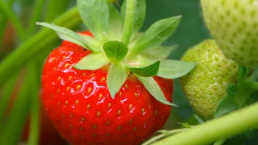 Kada je najbolje saditi jagode