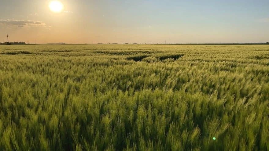 SEMBERSKI RATARI NA MUKAMA Čuvaju plodove od bolesti i štetočina