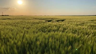 Proljetne bolesti ječma - Siva i mrežasta pjegavost