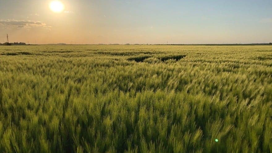 Proljetne bolesti ječma - Siva i mrežasta pjegavost