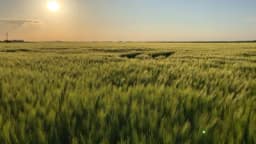 Ječam: Vrijeme je da se zaštite usjevi