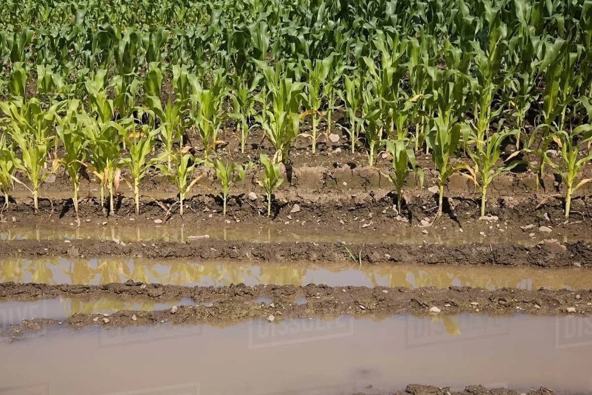 OBILNE KIŠE NANIJELE ŠTETU  Pomoć Vlade Srpske i Grada Bijeljine za ponovljenu sjetvu