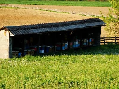 PČELARI ZBRAJAJU ŠTETE, VINOGRADARI GLEDAJU U NEBO Kišovito i hladno proljeće zabrinulo poljoprivrednike