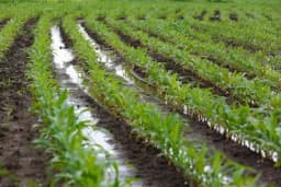 Savjeti za zaštitu biljnih kultura zbog povećanih zaliha vlage u zemljištu