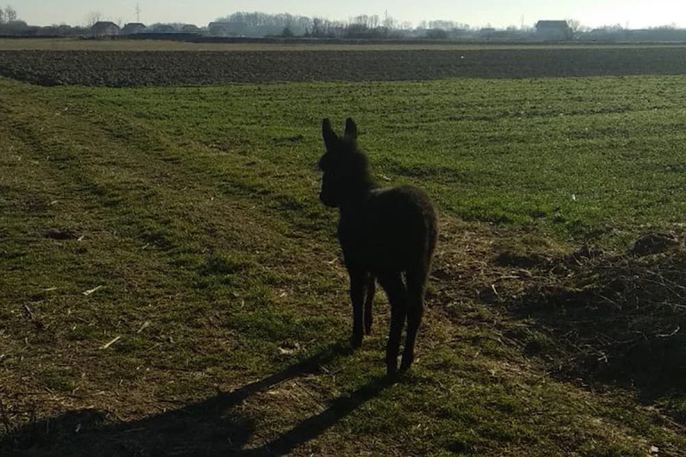 Magareće mlijeko iz Kovilja - prirodni lijek za mnoge bolesti