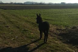 Magareće mlijeko iz Kovilja - prirodni lijek za mnoge bolesti