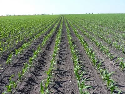 Da li znate šta je to regenerativna poljoprivreda?