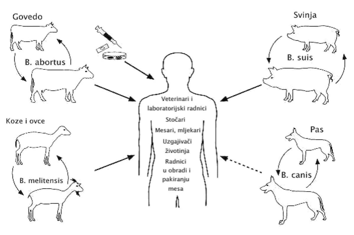 Bruceloza i kju  (Q) groznica ponovo na našim prostorima