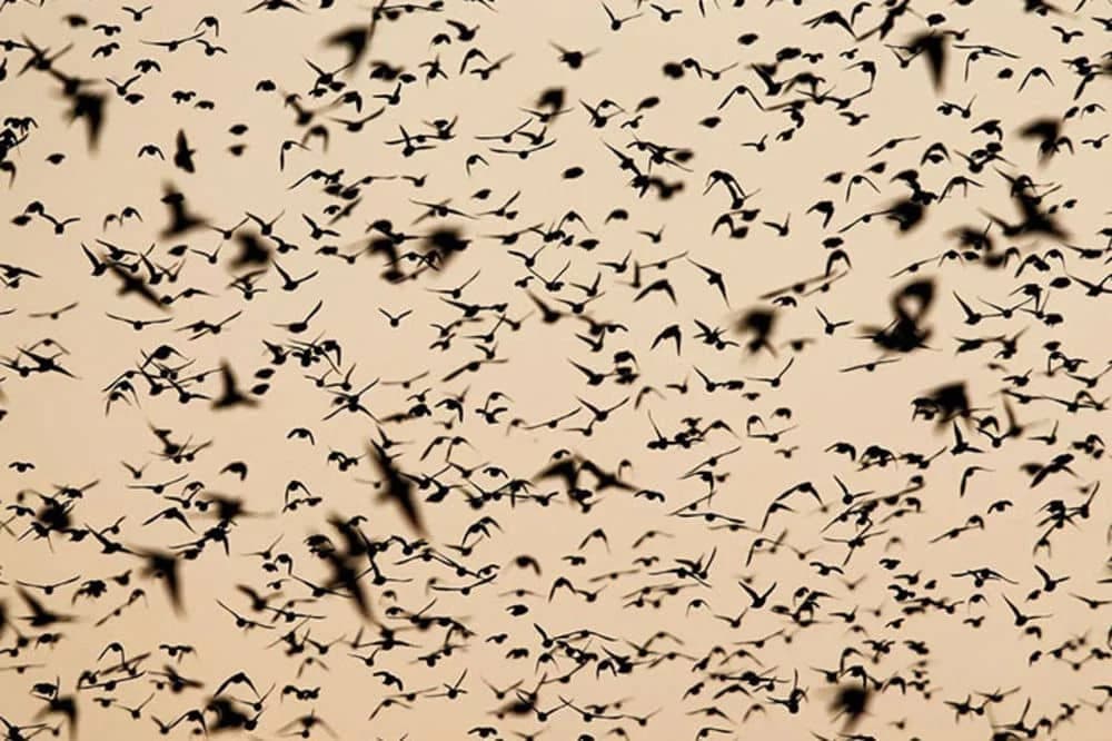 Spriječite ptice da nanose štete usjevima i plodovima