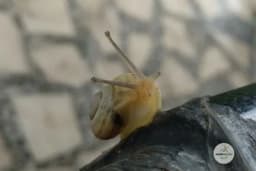 Kako se pravi farma puževa