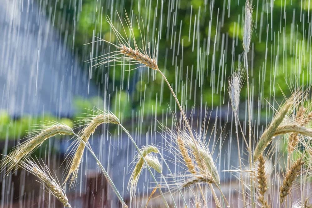 Uticaj padavina na pšenicu