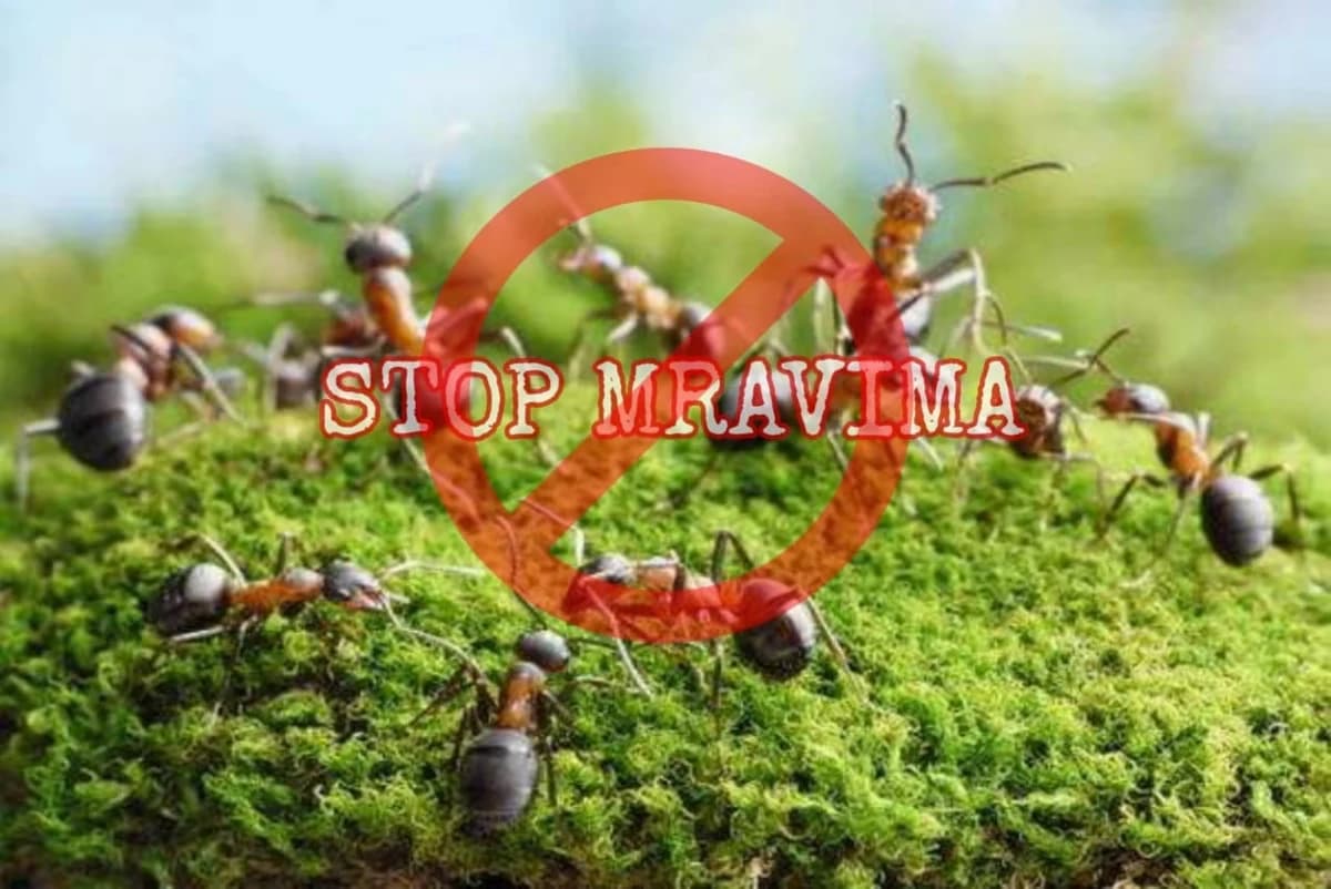 Riješite se mrava u baštama i okućnicama