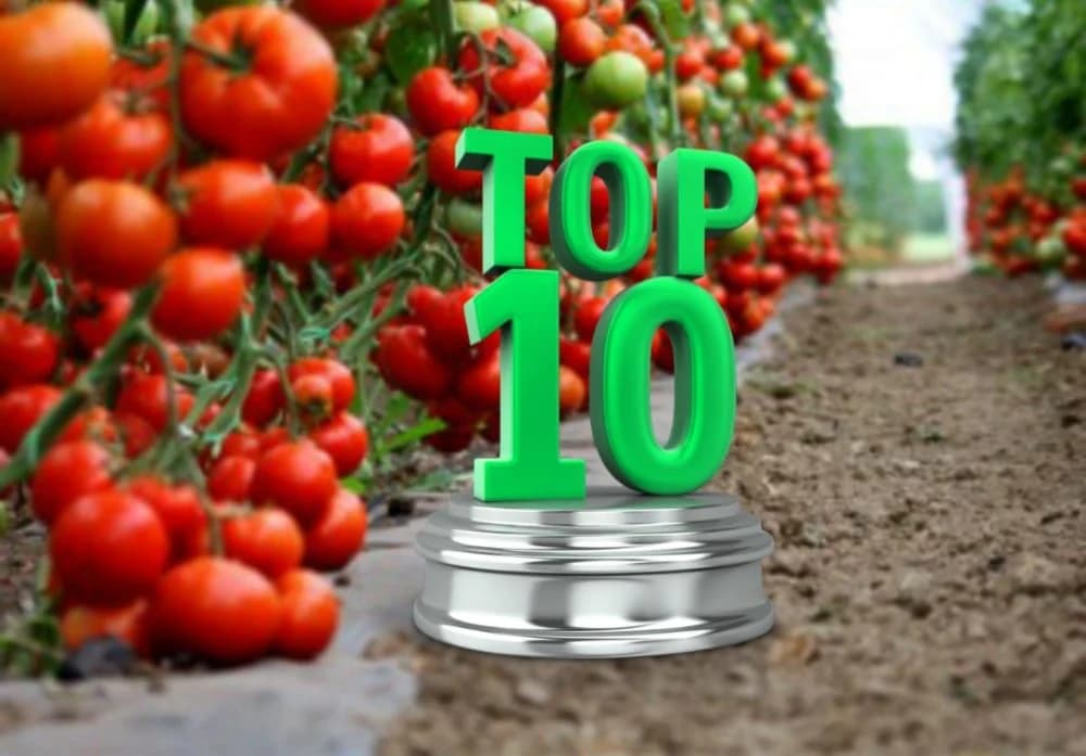 Deset najčešćih grešaka u uzgoju paradajza