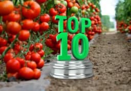 Deset najčešćih grešaka u uzgoju paradajza