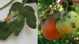 Moljac paradajza - Insekt koji uništava plodove