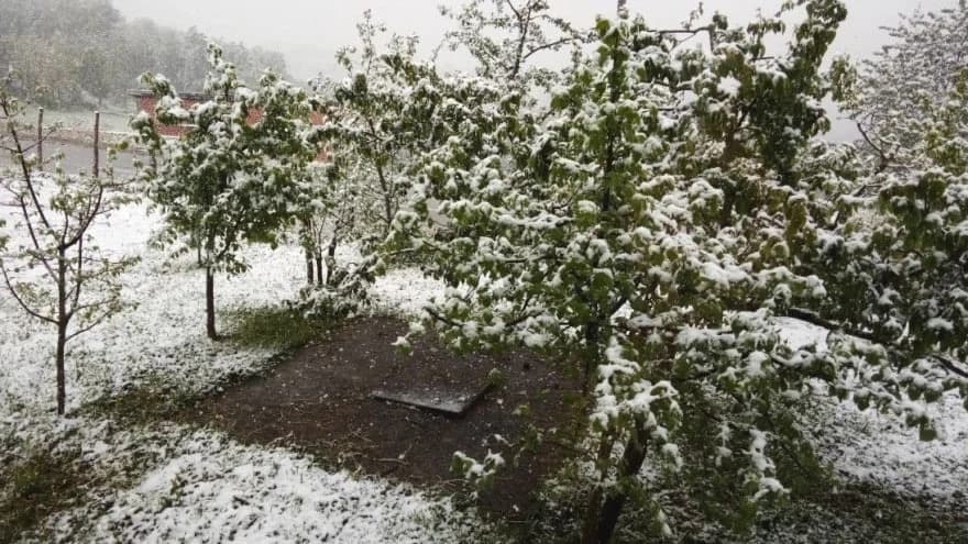 Voćne vrste ugrožene nepovoljnim vremenskim uslovima