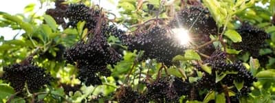 Crna zova - Biljka koja liječi i najopasnije bolesti