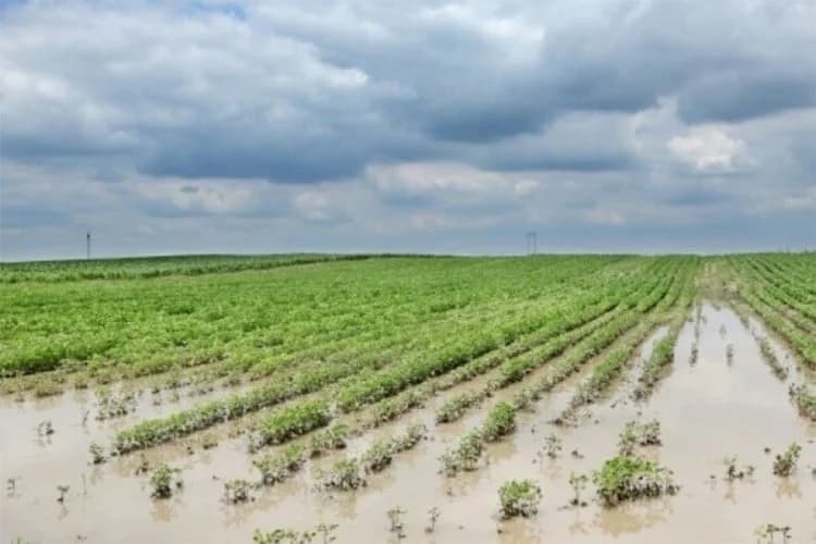 Šteta na zasadima i na putevima